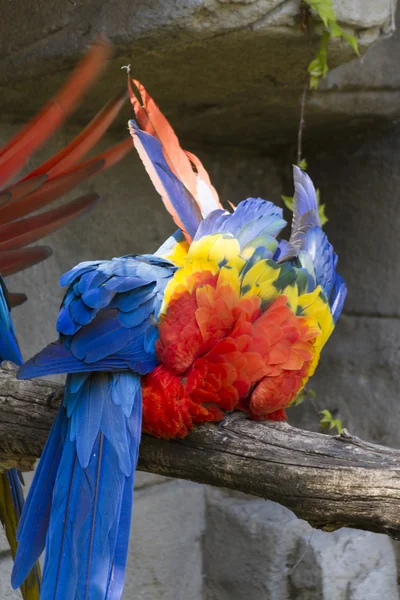 Ara macaw parrot on its perch — Stock Photo, Image