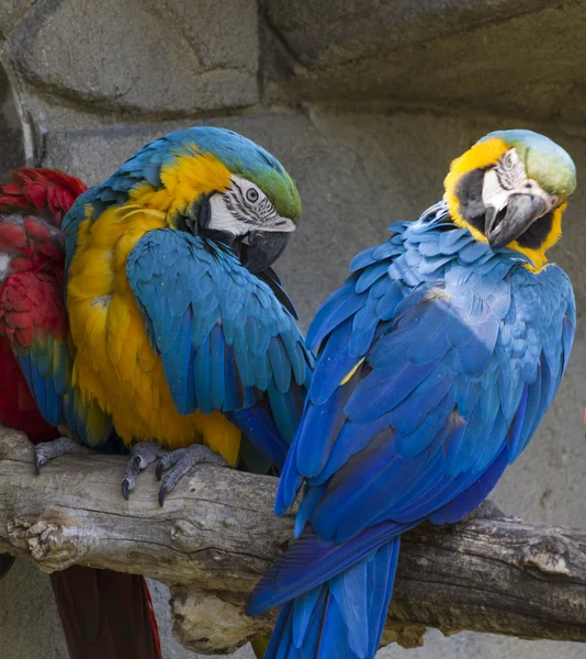 Ara ararauna parrot on its perch — Stock Photo, Image