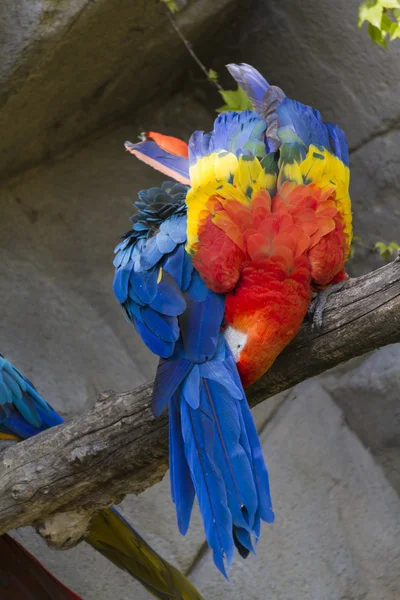 Ara ararauna papoušek na bidýlku — Stock fotografie