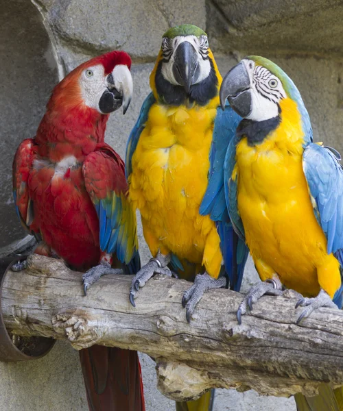 Ara ararauna pappagallo sul suo posatoio — Foto Stock