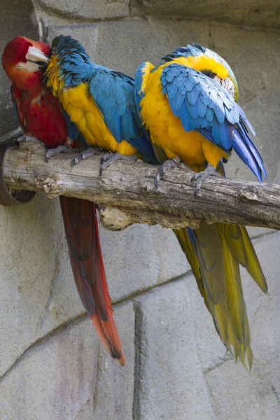 Ara ararauna parrot on its perch — Stock Photo, Image