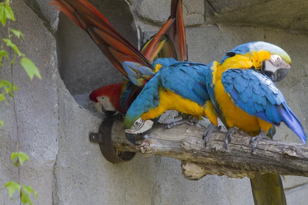 Ara ararauna pappagallo sul suo posatoio — Foto Stock