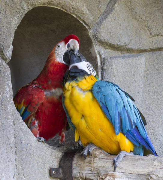 Ara ararauna parrot on its perch — Stock Photo, Image