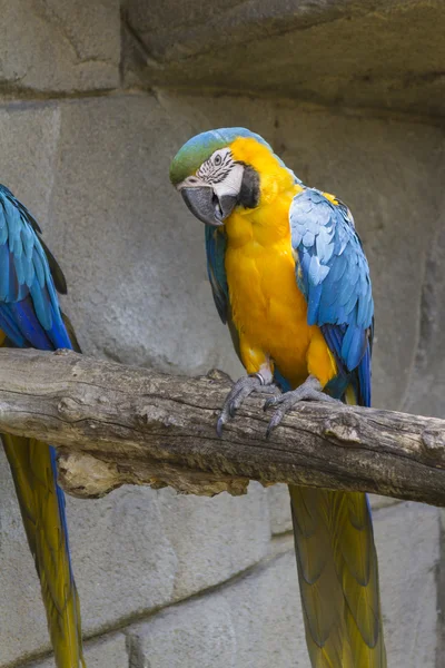 Ara loro guacamayo en su percha — Foto de Stock