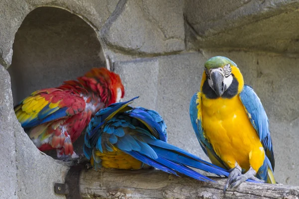 Ara ararauna parrot on its perch — Stock Photo, Image