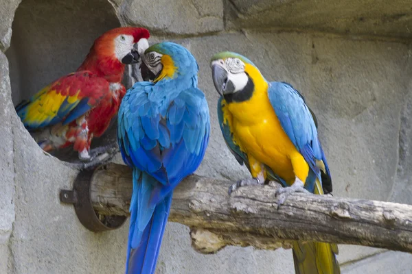 Ara ararauna parrot on its perch — Stock Photo, Image