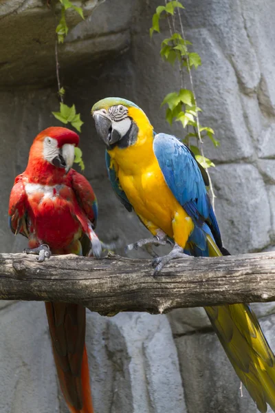 Ara ararauna parrot on its perch — Stock Photo, Image