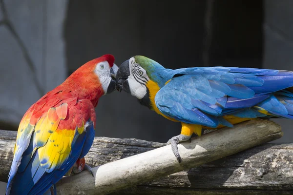 そのスズキのアラ コンゴウインコ オウム — ストック写真