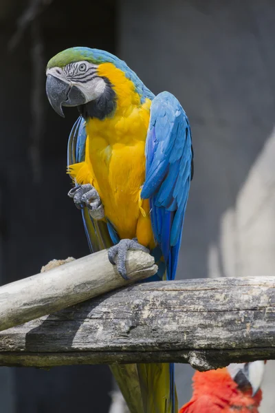 Ara ararauna parrot on its perch — Stock Photo, Image