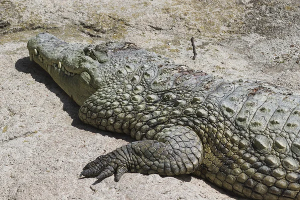 Crocodylia alligator Mississippi Stock Picture