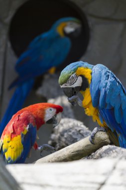 Ara Amerika papağanı papağan üzerinde onun levrek