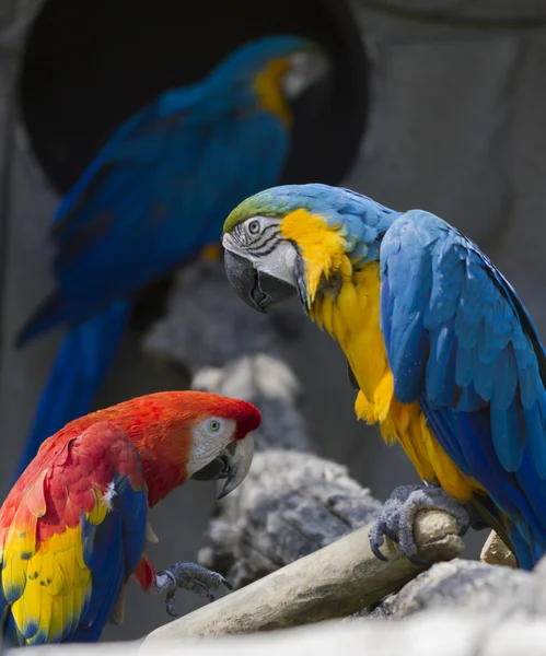 Ara macaw parrot on its perch — Stock Photo, Image