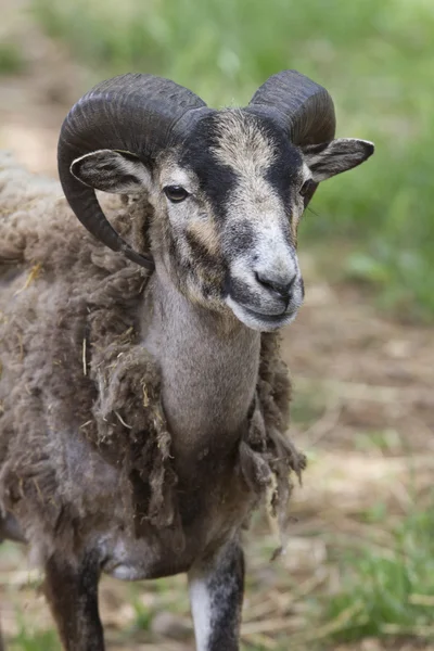 Billygoat na fazenda — Fotografia de Stock