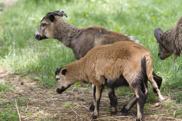 Schafe auf dem Hof — Stockfoto