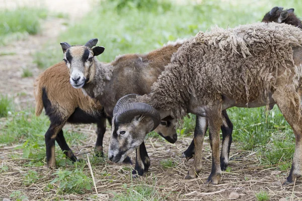 Schafe auf dem Hof — Stockfoto