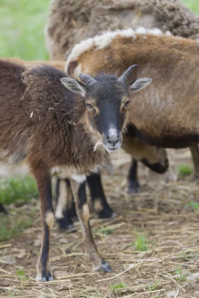 Schafe auf dem Hof — Stockfoto