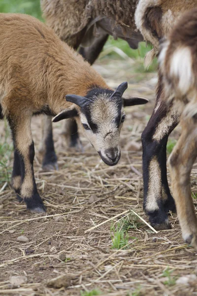 Ovejas en la granja — Foto de Stock