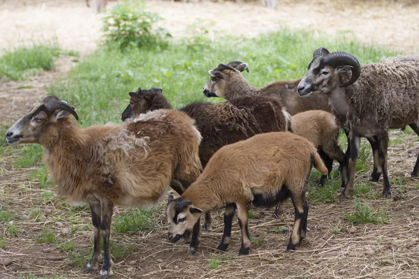 Schafe auf dem Hof — Stockfoto