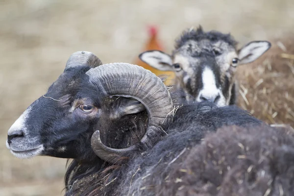 Billygoat na fazenda — Fotografia de Stock