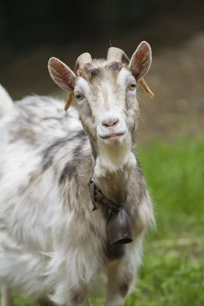 Ziege auf dem Hof — Stockfoto