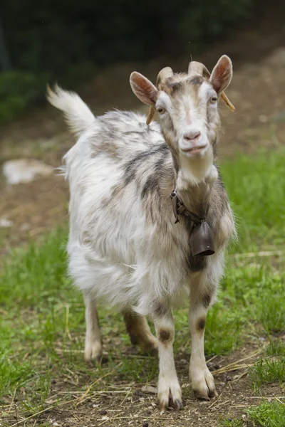 Capra nella fattoria — Foto Stock