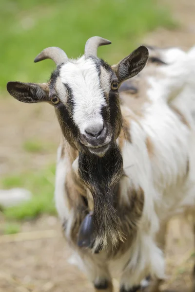 Capra nella fattoria — Foto Stock