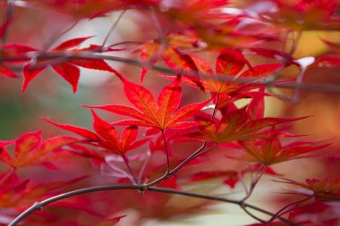 Kırmızı akçaağaç yaprakları
