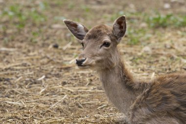 ormanda açık kahverengi