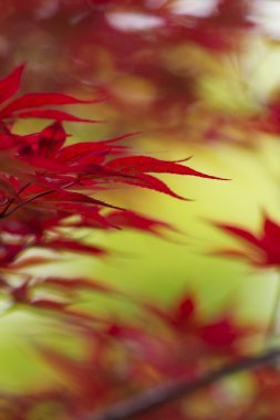 Kırmızı akçaağaç yaprakları