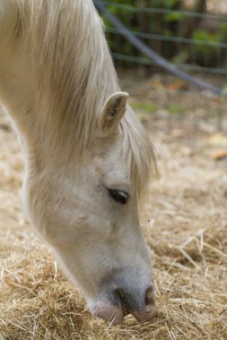 çiftlikte saman yemeye atlar