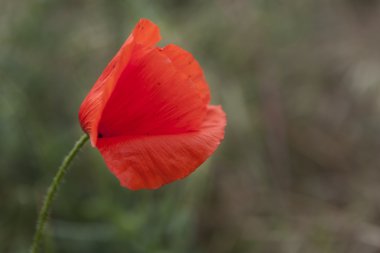 bahçede gelincikler