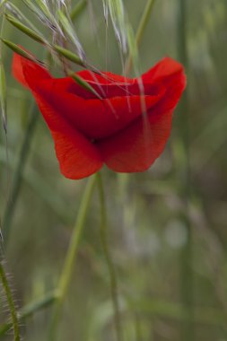 bahçede gelincikler