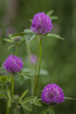 Kır çiçekleri olarak filed