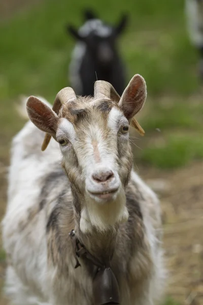 Geit op de boerderij — Stockfoto