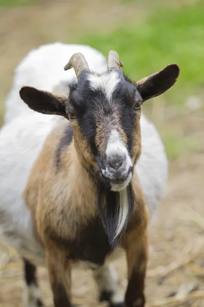 Geit op de boerderij — Stockfoto