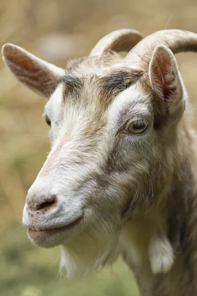 Geit op de boerderij — Stockfoto