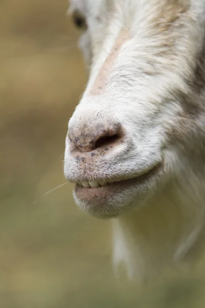 Ziege auf dem Hof — Stockfoto