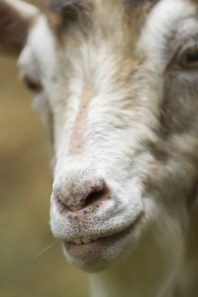 Ziege auf dem Hof — Stockfoto