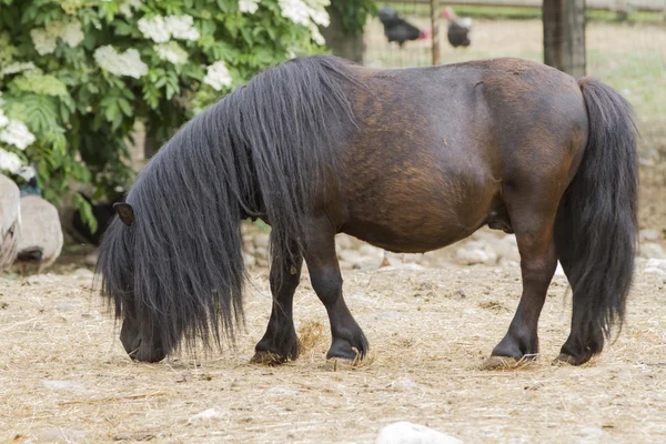 Caballo pony en la granja — Foto de Stock