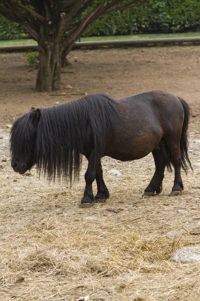 Poney à cheval dans la ferme — Photo