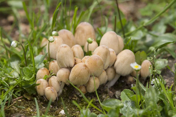 Mushrooms in the meadow — Stock Photo, Image