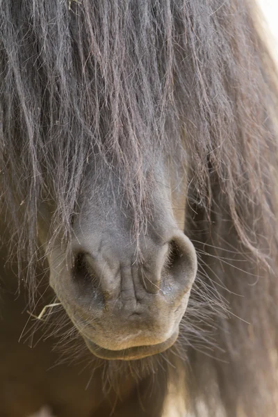 Pony auf dem Bauernhof — Stockfoto