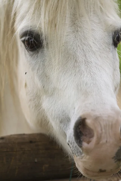 Caballo en la granja — Foto de Stock