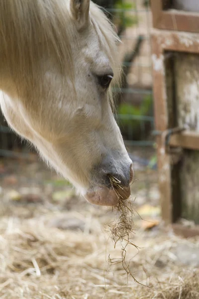 Cavalli che mangiano fieno in fattoria — Foto Stock