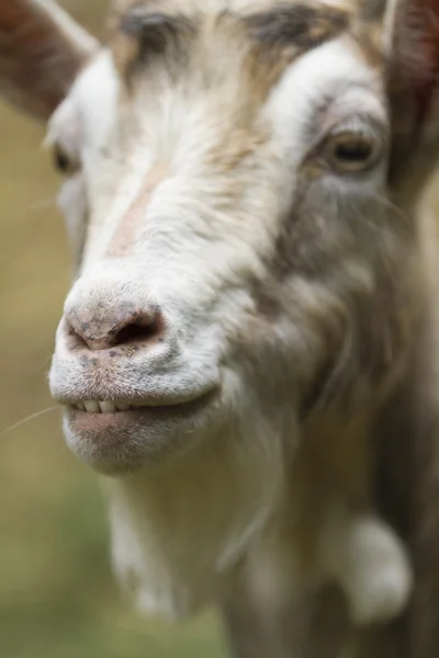 Chèvre dans la ferme Photo De Stock