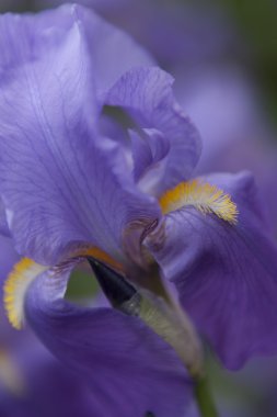 Iris Glayöl bahçede