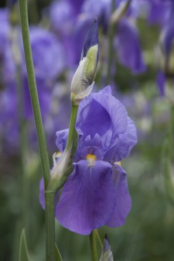 Iris Glayöl bahçede