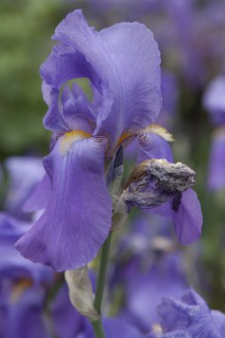 Iris Glayöl bahçede