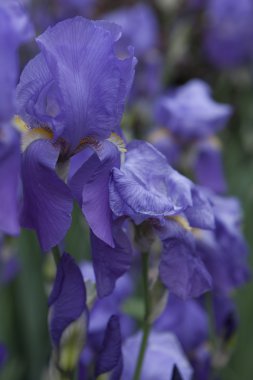 Iris Glayöl bahçede