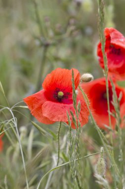 bahçede gelincikler